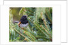 Rufous Towhee by Anonymous