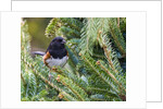 Rufous Towhee by Anonymous