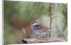 White-throated Sparrow by Anonymous
