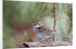 White-throated Sparrow by Anonymous