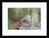 White-throated Sparrow by Anonymous