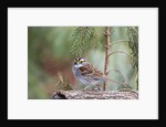 White-throated Sparrow by Anonymous