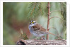 White-throated Sparrow by Anonymous