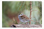 White-throated Sparrow by Anonymous