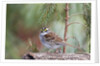 White-throated Sparrow by Anonymous