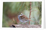 White-throated Sparrow by Anonymous