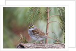 White-throated Sparrow by Anonymous