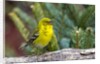 Pine Warbler by Anonymous