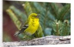 Pine Warbler by Anonymous