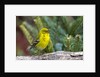 Pine Warbler by Anonymous
