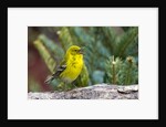 Pine Warbler by Anonymous