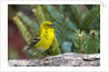 Pine Warbler by Anonymous