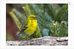 Pine Warbler by Anonymous