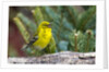 Pine Warbler by Anonymous