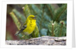 Pine Warbler by Anonymous
