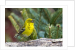 Pine Warbler by Anonymous