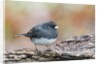 Dark-eyed Junco by Anonymous