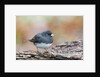 Dark-eyed Junco by Anonymous