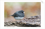 Dark-eyed Junco by Anonymous