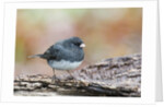 Dark-eyed Junco by Anonymous