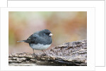 Dark-eyed Junco by Anonymous