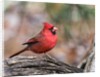 Northern Cardinal by Anonymous