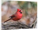 Northern Cardinal by Anonymous