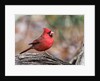 Northern Cardinal by Anonymous