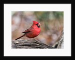 Northern Cardinal by Anonymous
