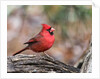 Northern Cardinal by Anonymous