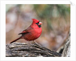 Northern Cardinal by Anonymous