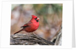 Northern Cardinal by Anonymous