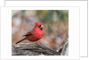 Northern Cardinal by Anonymous