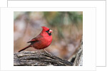 Northern Cardinal by Anonymous