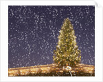 Christmas tree under snowfall by Anonymous