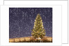 Christmas tree under snowfall by Anonymous
