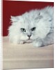 gray White Long Haired Cat Blue Eyes Pink Nose Looking At Camera Uncertain Secret Mean Expression by Anonymous