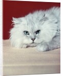 gray White Long Haired Cat Blue Eyes Pink Nose Looking At Camera Uncertain Secret Mean Expression by Anonymous