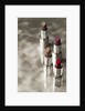 4 Lipsticks Different Colors by Anonymous