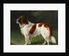 A St. Bernard on the Edge of a Wood by Heinrich Sperling