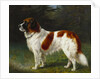 A St. Bernard on the Edge of a Wood by Heinrich Sperling
