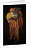 A Kwakiutl Thunderbird Mask of red cedar by Anonymous