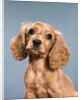 1980s Cute Cocker Spaniel Puppy Looking At Camera by Anonymous