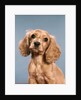 1980s Cute Cocker Spaniel Puppy Looking At Camera by Anonymous