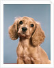 1980s Cute Cocker Spaniel Puppy Looking At Camera by Anonymous