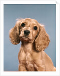 1980s Cute Cocker Spaniel Puppy Looking At Camera by Anonymous