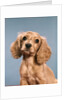 1980s Cute Cocker Spaniel Puppy Looking At Camera by Anonymous