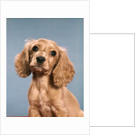 1980s Cute Cocker Spaniel Puppy Looking At Camera by Anonymous