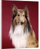 1960s Portrait Of Collie Dog On Red Background by Anonymous