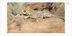 A Leopard by Wilhelm Kuhnert